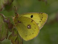 Colias alfacariensis 17, Zuidelijke luzernevlinder, Saxifraga-Marijke Verhagen